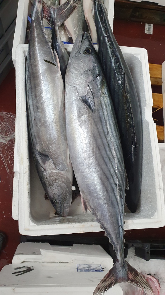 Bonito 2/3