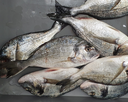 Dorada 200/300