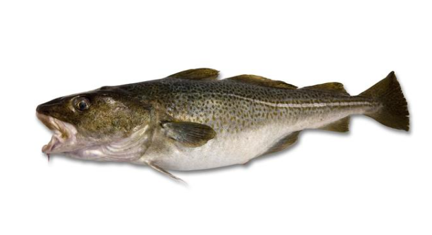 Bacalao 3/4 S/ Cabeza