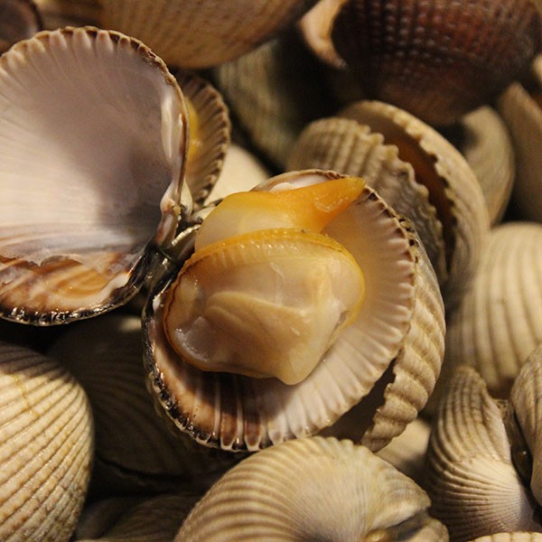 Escopinya P