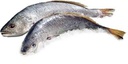 Corvina Salvaje +15