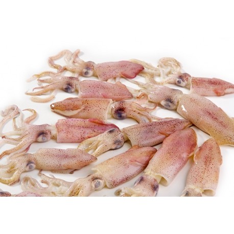 Calamar Escocia -100 Fresco