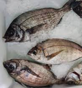 Dorada Negra 200/300