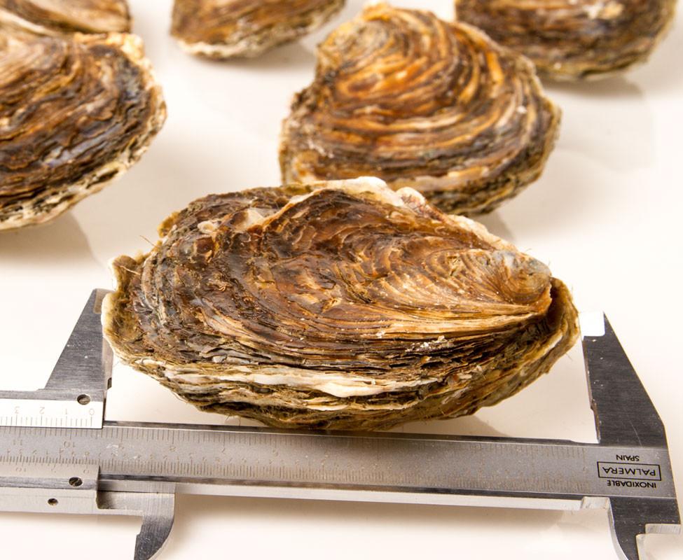 Ostra Gallega Ovalada 25pz