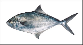 Palometa 1/2