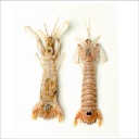 Galeras Congelada (8x1kg) 8kg