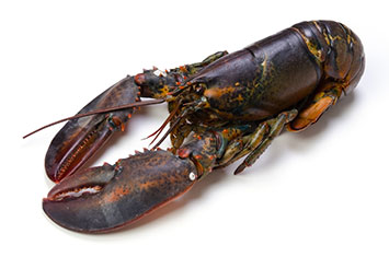 Bogavante Canada Congelado 350/400 5kg