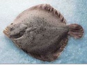 Rodaballo Salvaje Cong 1500/2000 10±kg