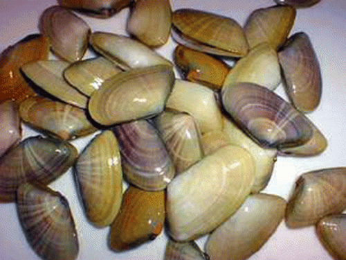 Tallarina Congelada (12x250g) 3kg