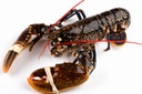 Bogavante Canada 400/450 6KG