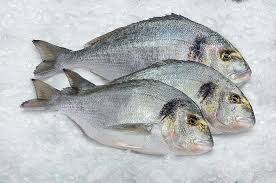 Dorada 200/300 Nacional 