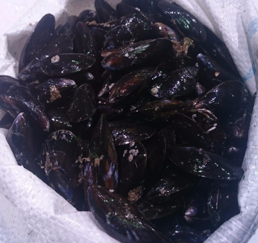 Mejillon Frances (BOUCHOT 5kg)