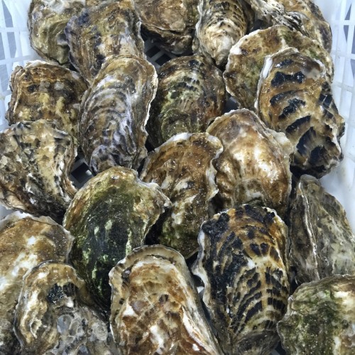 Ostra Delta Especial 6 Uni FG