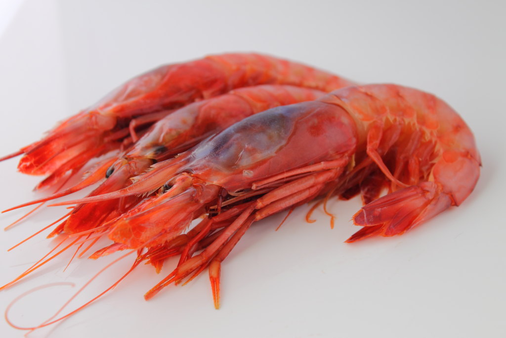 Gamba Alistada A1 40/46 pz