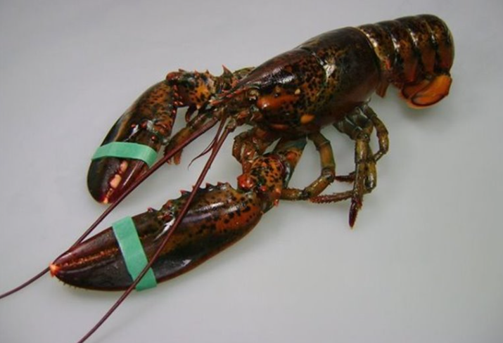 Bogavante Canada 550/650 Congelado C/6kg