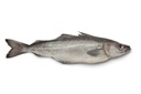 Fogonero Filete  (500/1000)g/pz 10kg