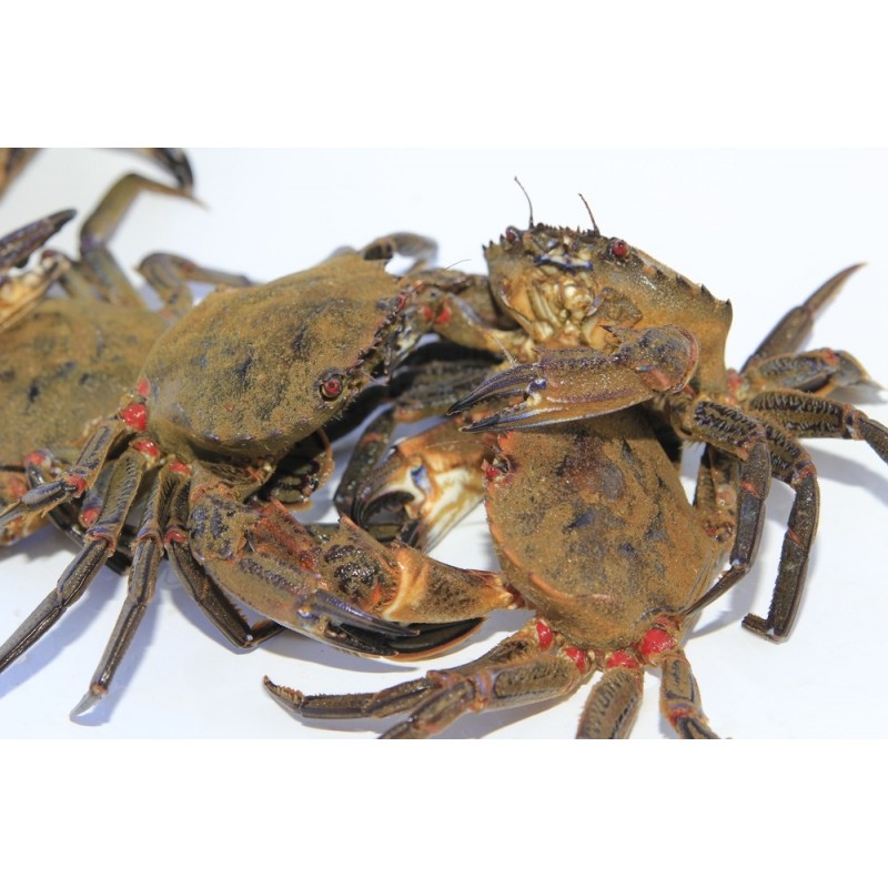 Necora Fresca Mediana