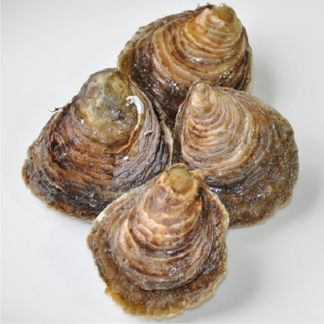 Ostra Especial Gallega 25 Piezas