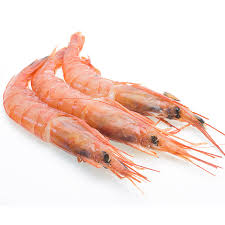 Gamba Blanca P