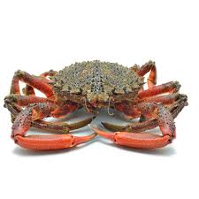 Centollo Fresco Cocido