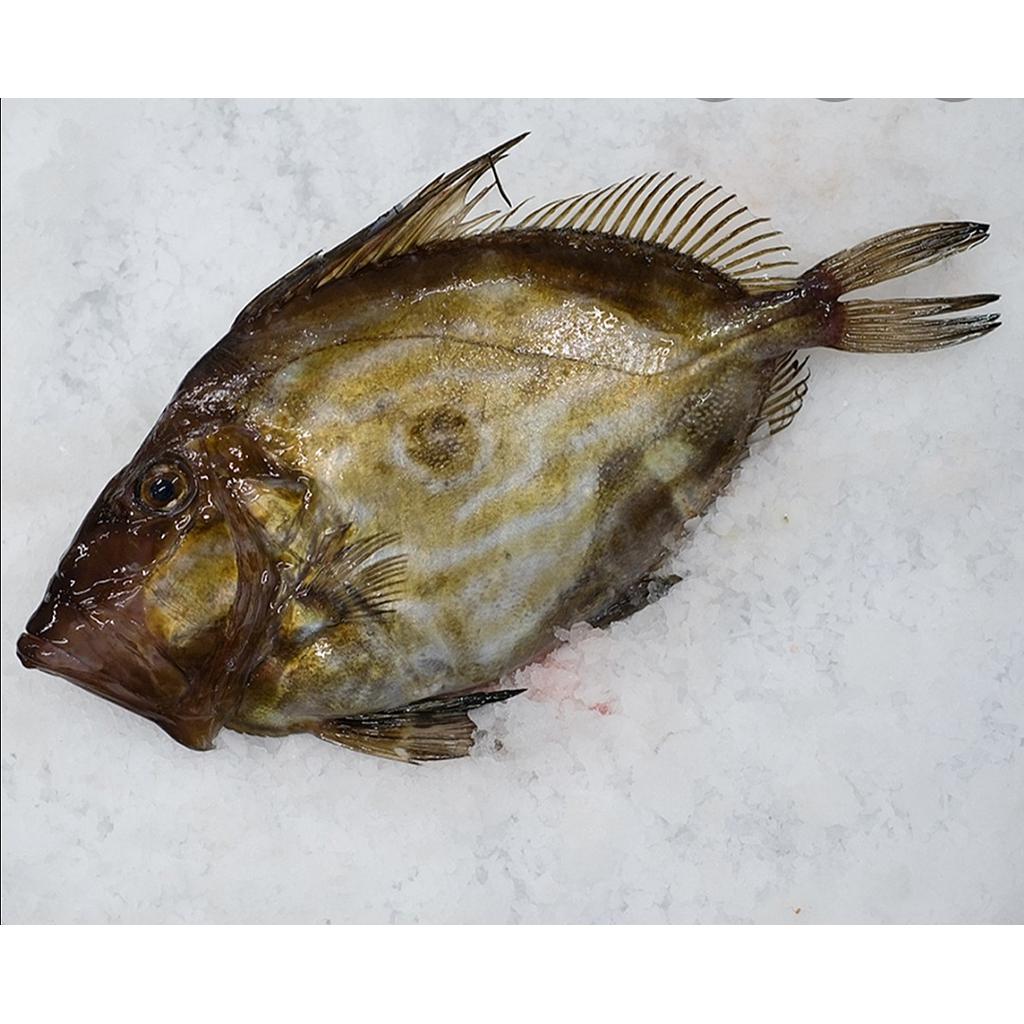 Filete Gallo San Pedro Origen