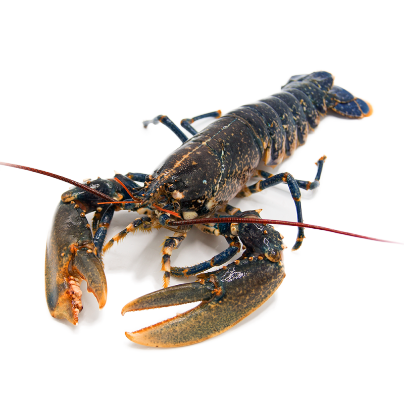 Bogavante (PAÍS 800/1200 Gr)