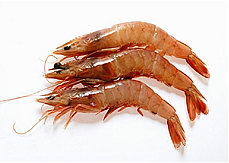 Camarón Quisquilla Vivo