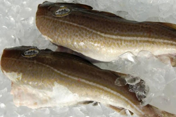 Bacalao 2/4 Skrey Premium Evo