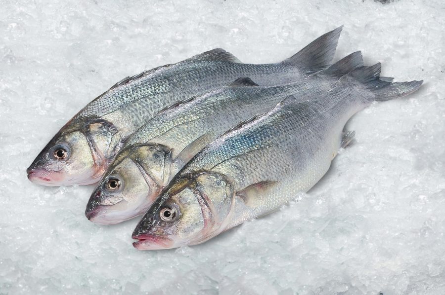 Lubina Aquanaria 1-1.5kg