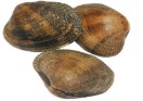 Almeja Japonica G Cj 2 kg/ 50p