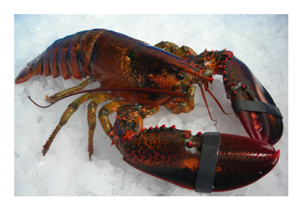 Bogavante Congelado Roto