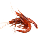 Gamba Alistado con Cabeza Entera (no brocheta)