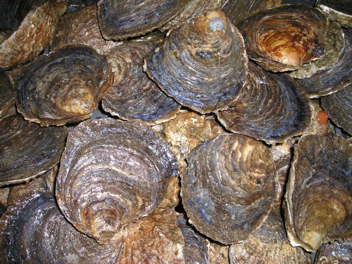 Ostra Roumegous nº1 24 piezas