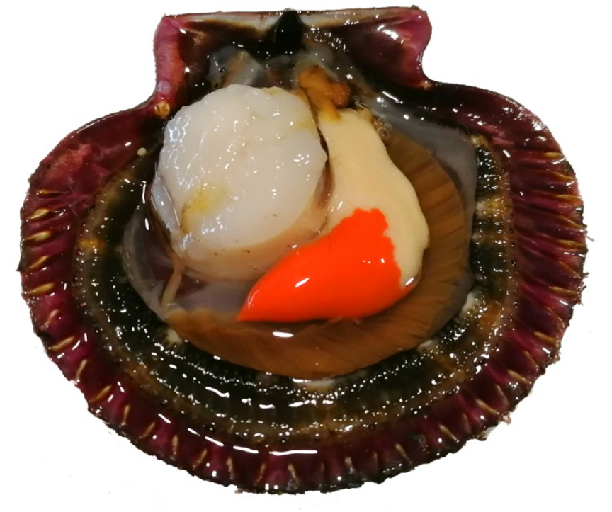 Volandeiras Bdj 12ud