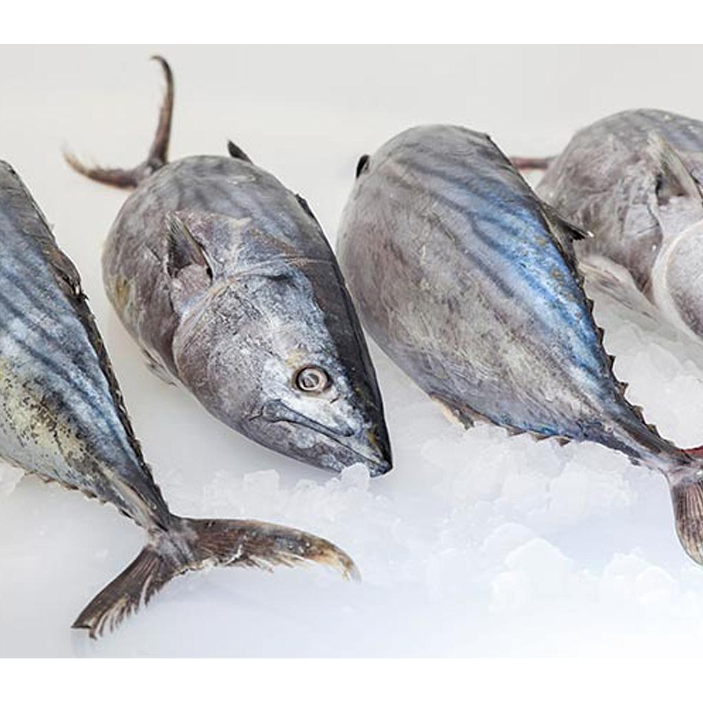 Bonito 2/3