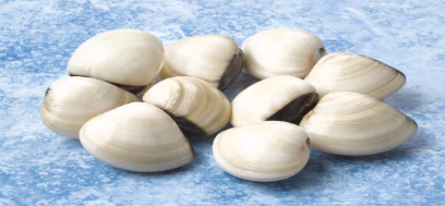 Almeja Blanca 60/80 (12-16)g/pz (7x1 kg) 7kg Fishook