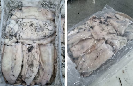 Sepia Mongo Marruecos 3000-5000 g/pza (3)