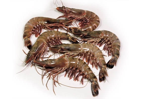 Langostino Black Tiger 13/15 10x1Uni