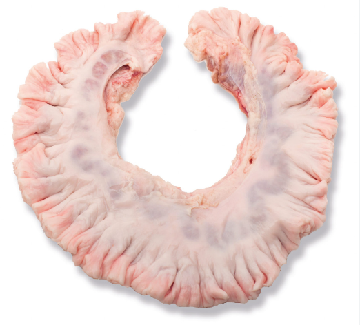 Cerdo Mantellina