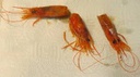 Cigala Cabeza 8kg