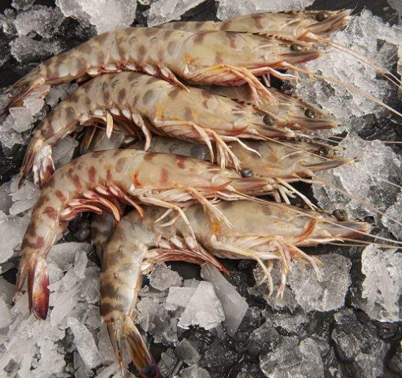 Langostino Tunez AA 16/20 (50-65)g/pz 12x1kg