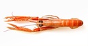 Cigala Nº1 10/15 (70-100)g/pz 1,25kg Neto