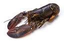 Bogavante Canada (450-550)g/pz 5,5kg