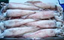 Calamar Marruecos 2P 5kg