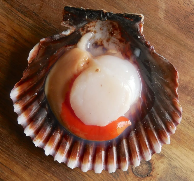 Vieira Del Pacifico Media Concha (20-30)pz/kg (8x1kg) 8kg
