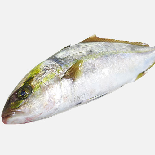 Hamachi 3/4 C/Origen