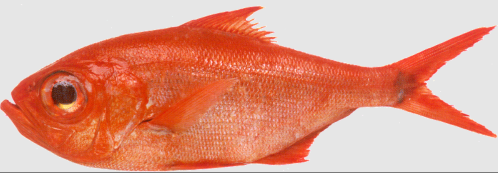 Alfonsiño 600/700