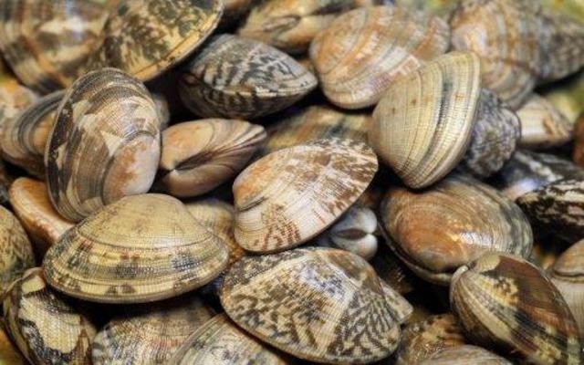 Almeja Cultivo Especial G 30/35 pz 1kg
