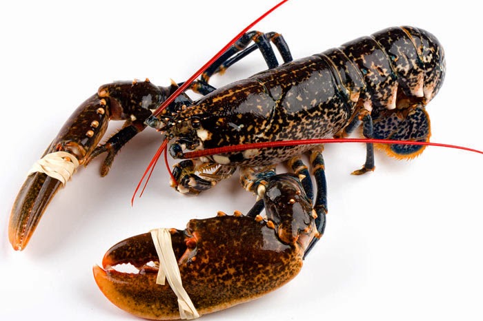 Bogavante (PAÍS 1,2/1,5 Kg) Evo