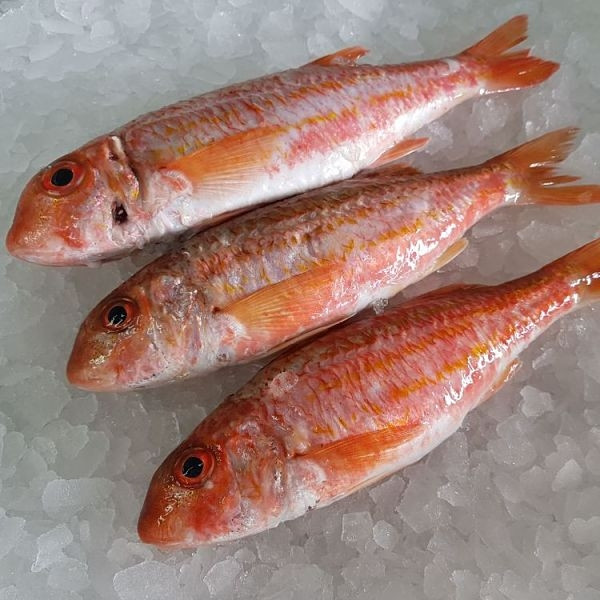 Salmonete 200/300 roca rojo